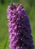 Dactylorhiza baltica