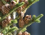 Abies fraseri
