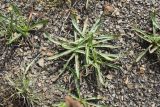 Plantago atrata