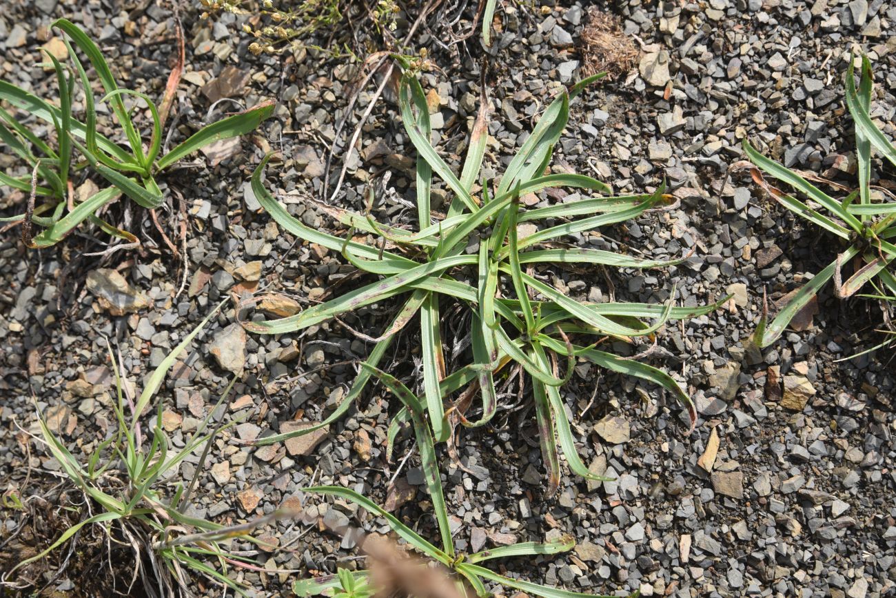 Изображение особи Plantago atrata.