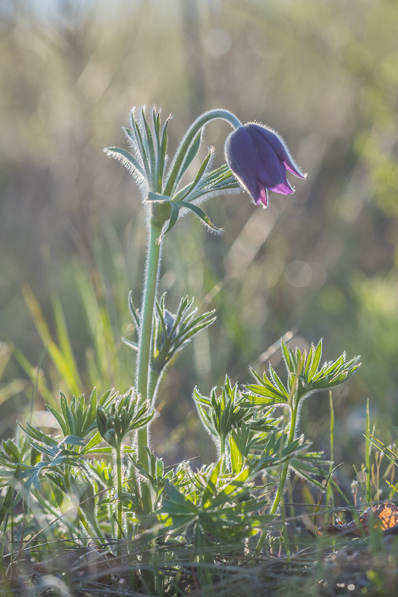 Image of genus Pulsatilla specimen.