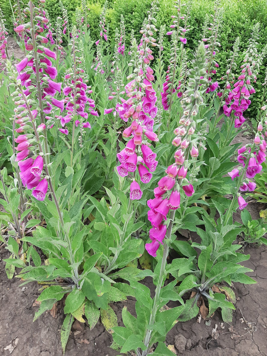 Image of Digitalis purpurea specimen.