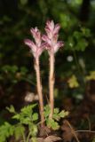 Orobanche pubescens. Зацветающие растения (паразитируют на Physocaulis nodosus). Крым, Севастополь, Байдарская дол., опушка лиственного леса, среди кустарников. 29 мая 2025 г.