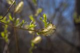 Salix caprea