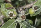 Pyrus elaeagrifolia