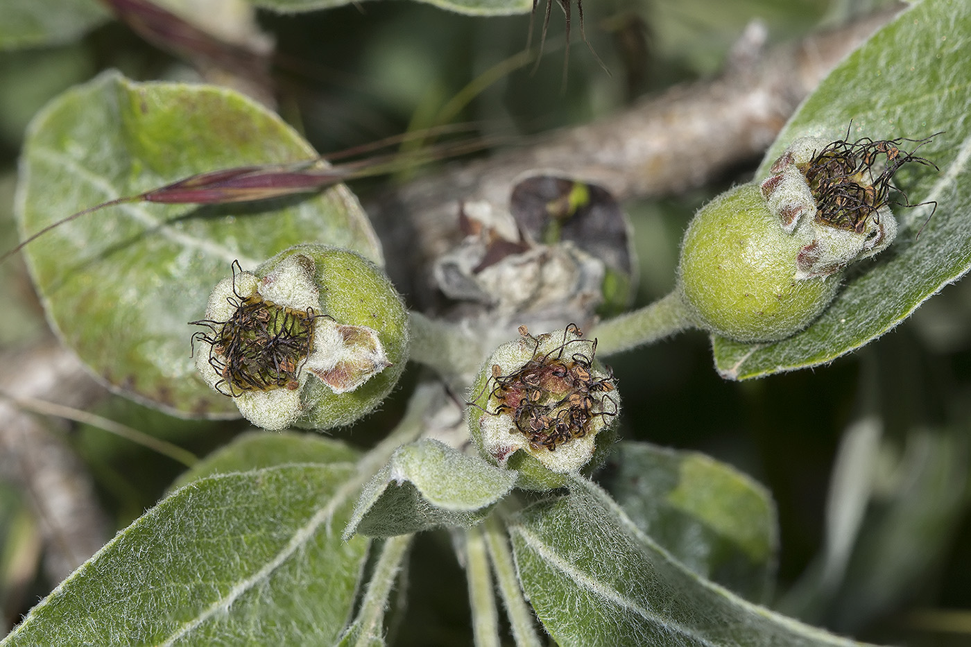 Изображение особи Pyrus elaeagrifolia.