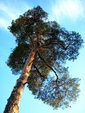 Pinus sylvestris