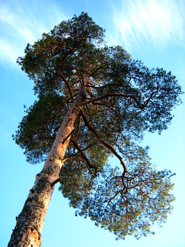 Изображение особи Pinus sylvestris.