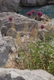Allium ampeloprasum