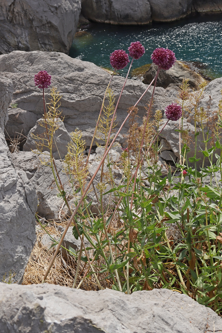 Изображение особи Allium ampeloprasum.