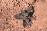 genus Salvia