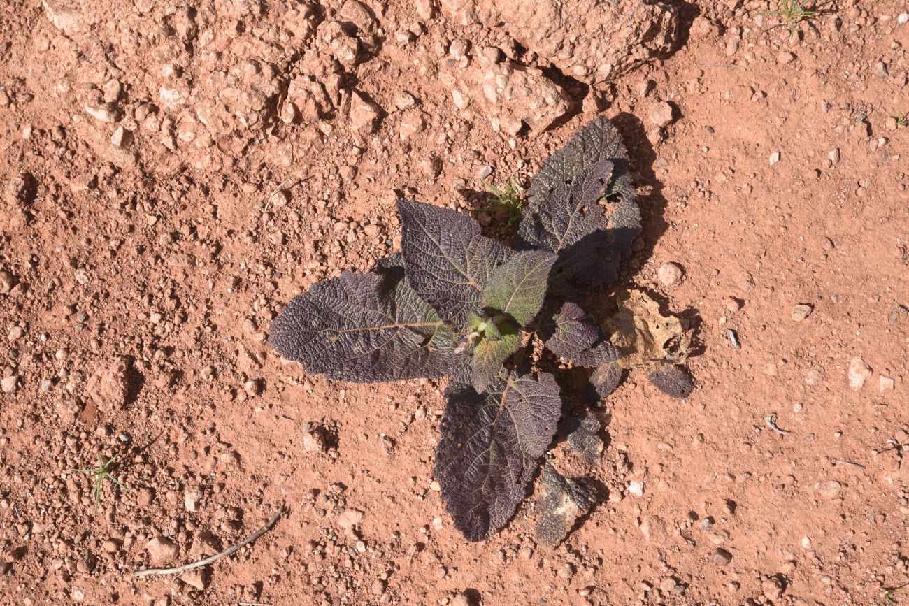 Image of genus Salvia specimen.