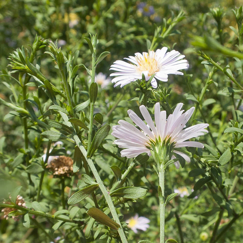Изображение особи Symphyotrichum novi-belgii.