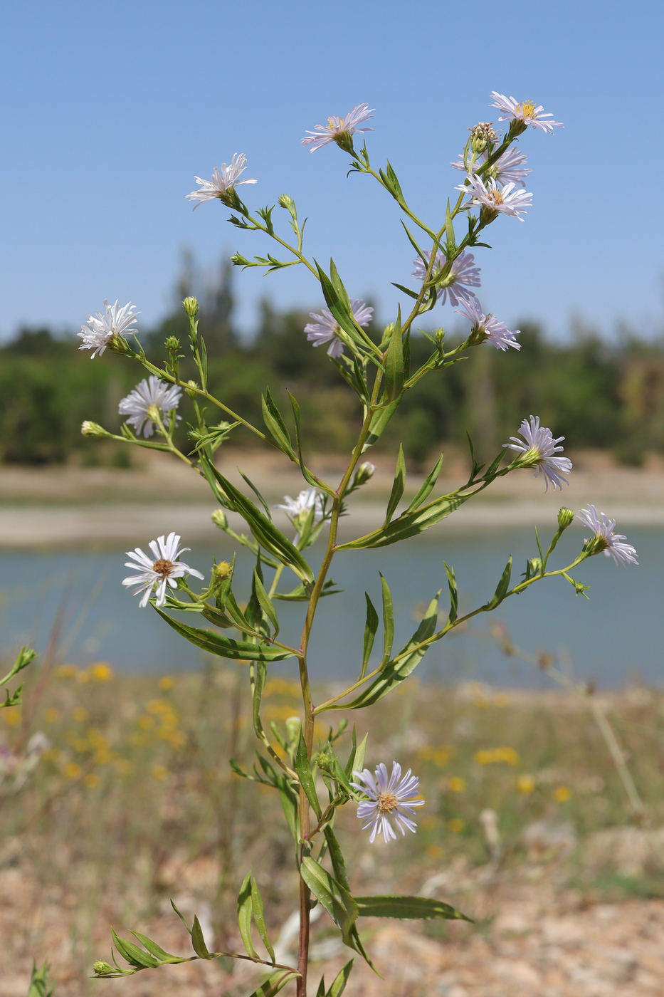 Изображение особи Symphyotrichum &times; salignum.