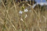 Anthericum ramosum