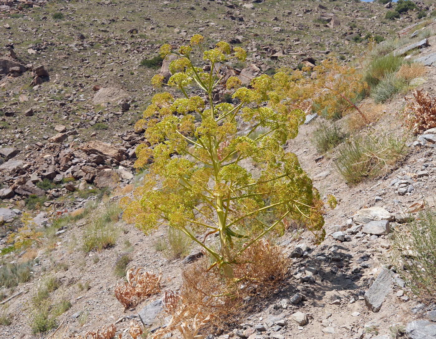 Изображение особи Ferula grigoriewii.