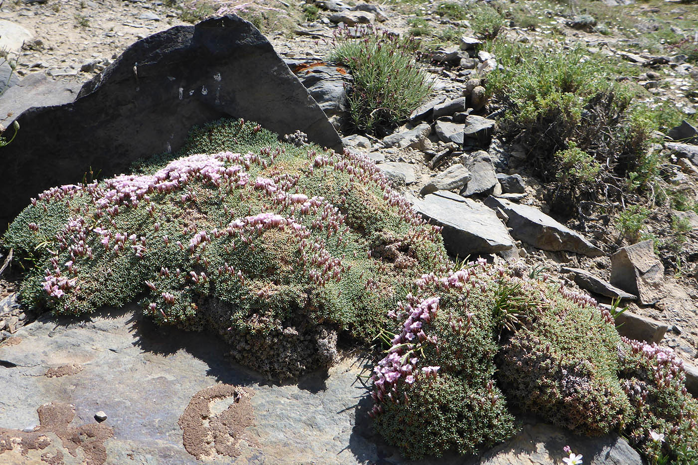 Image of Acantholimon diapensioides specimen.