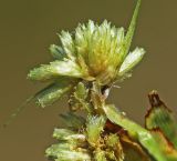 Cyperus michelianus. Элементарные соцветия-колоски. Приморский край, Октябрьский р-н, окр. с. Чернятино, дол. р. Раздольная на левом берегу, пойма, на илистой отмели. 08.09.2025.
