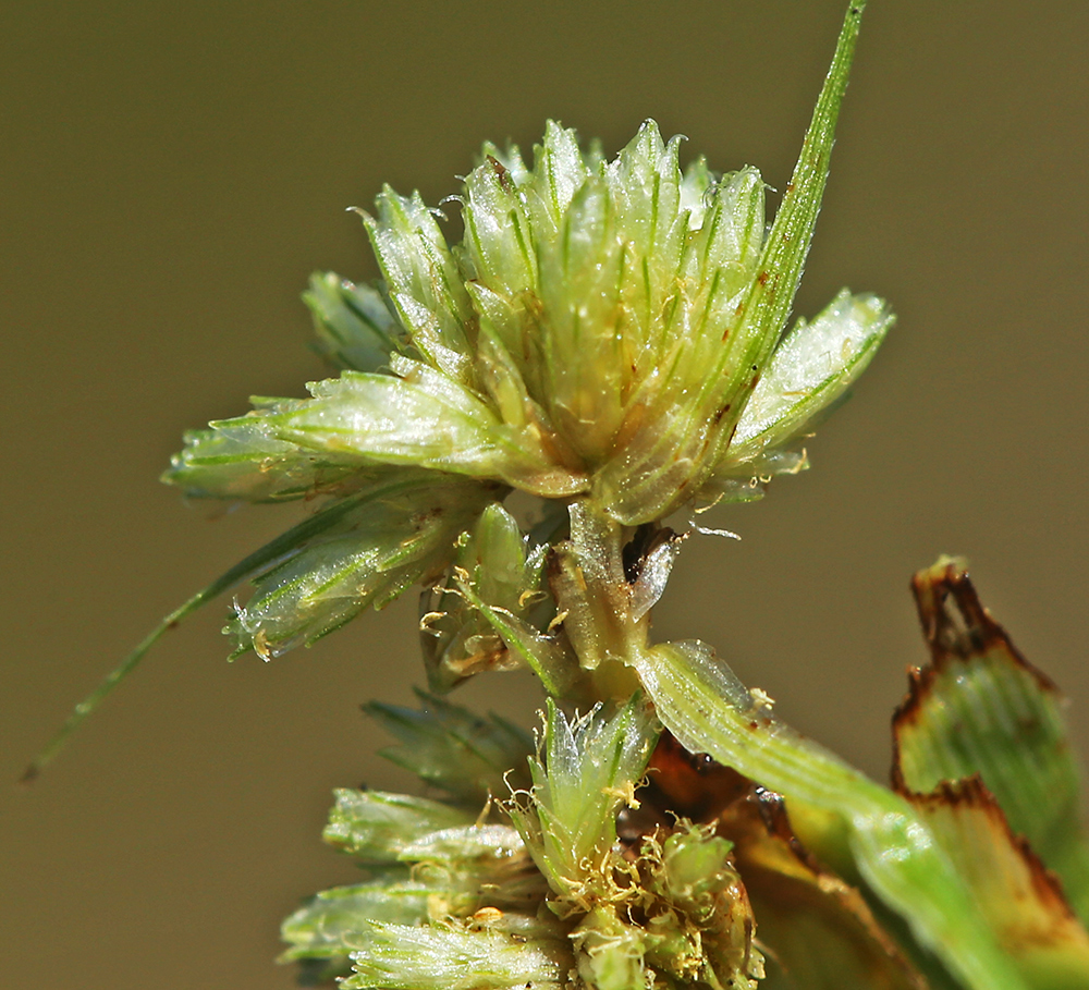 Изображение особи Cyperus michelianus.
