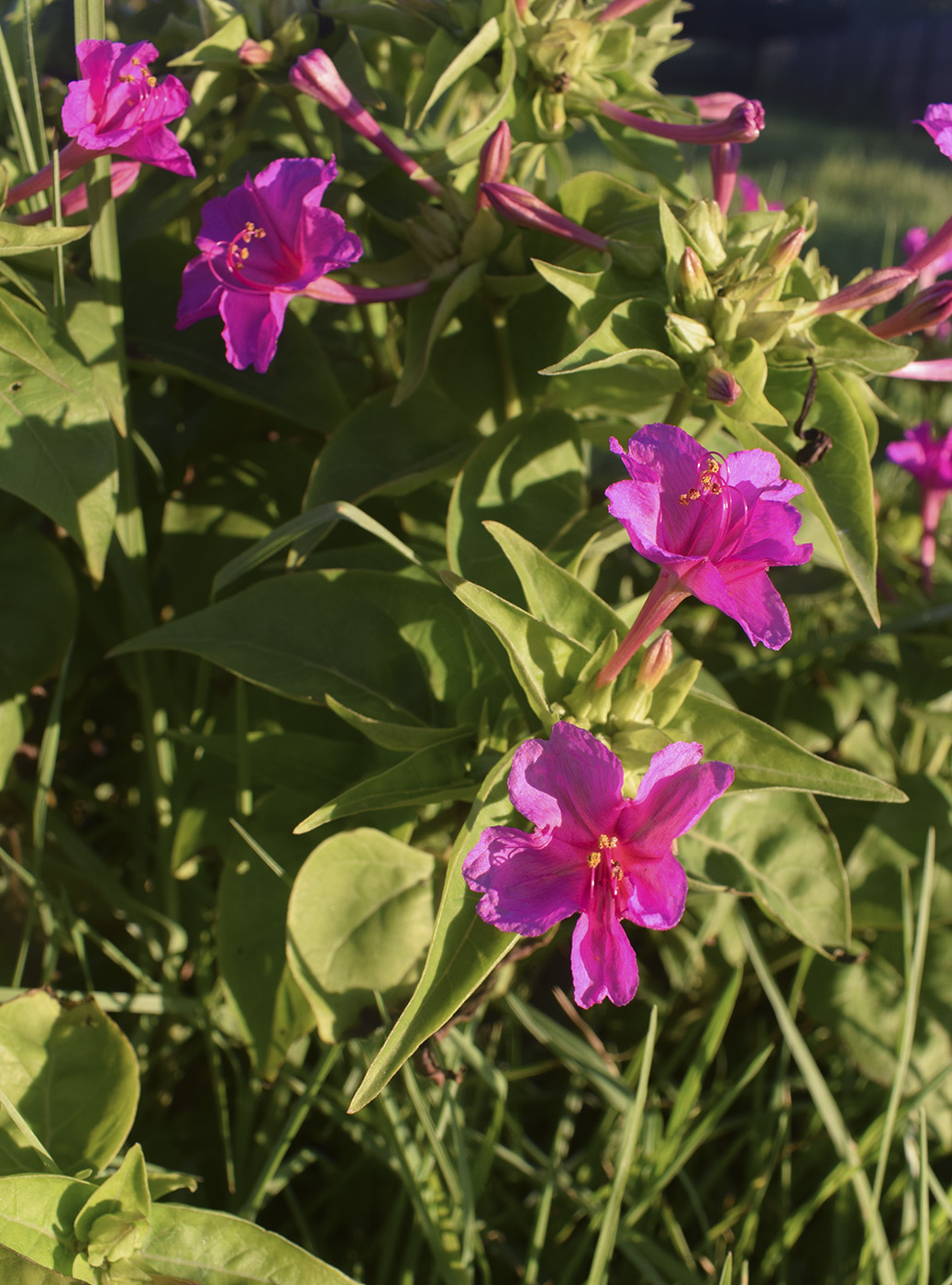 Image of Mirabilis jalapa specimen.