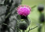 Cirsium vulgare