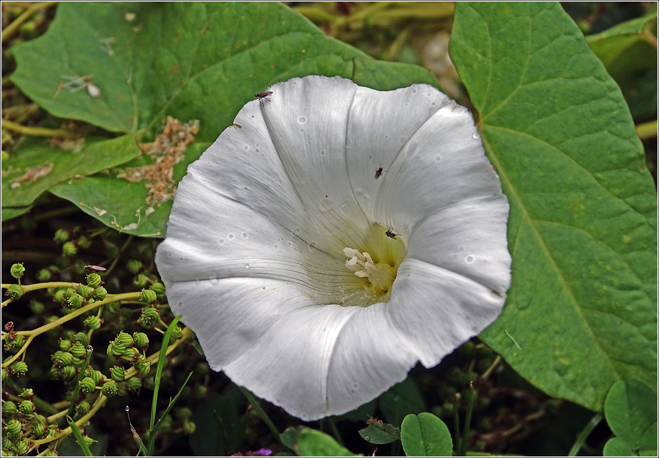 Image of Calystegia sepium specimen.