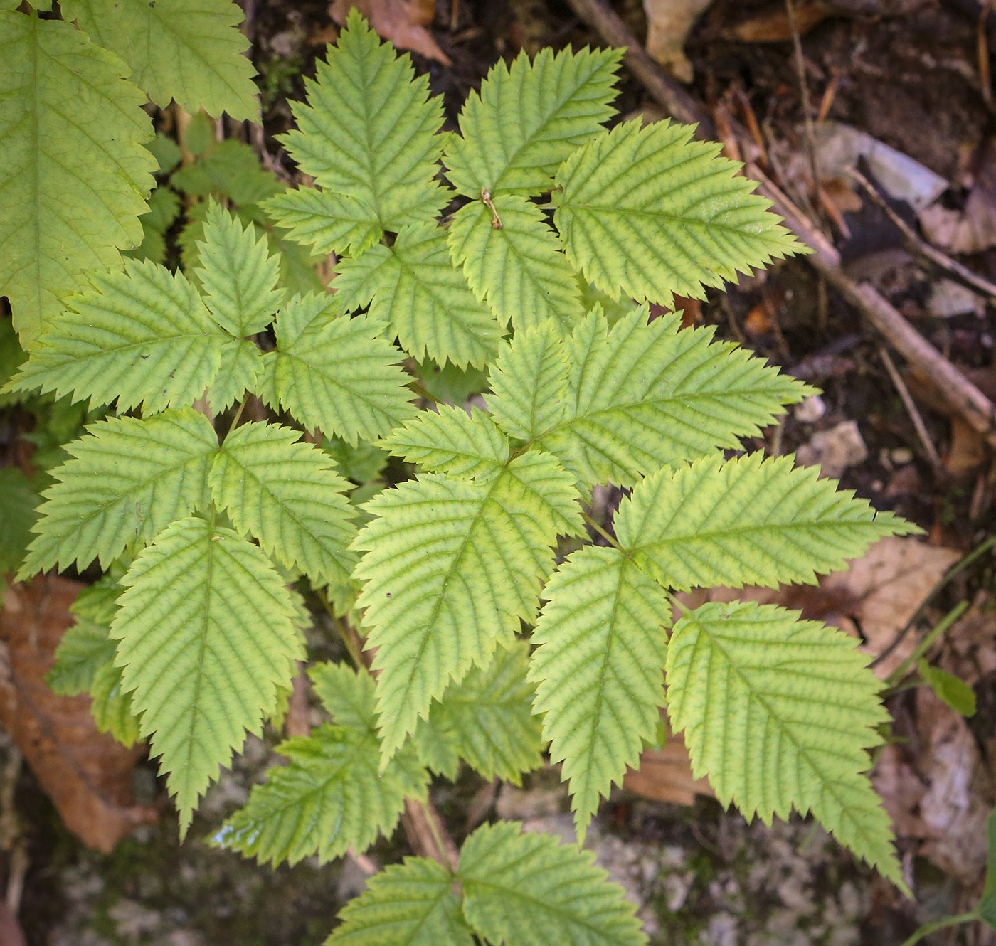 Изображение особи Aruncus sylvestris.