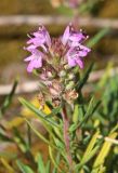 Thymus pallasianus