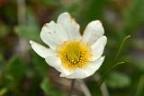 Dryas punctata. Цветок. Камчатский край, Мильковский р-н, Ганальский хр., северное подножие вулкана Бакенинг, западный склон пер. Майский, ≈ 1250 м н.у.м., горная тундра. 30.06.2025.