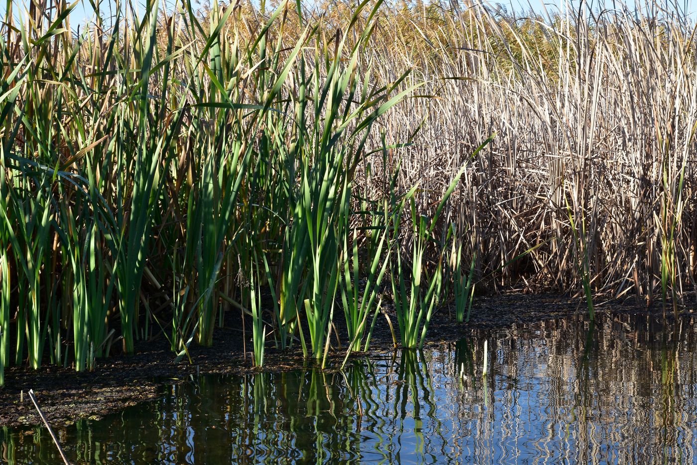 Изображение особи Typha latifolia.
