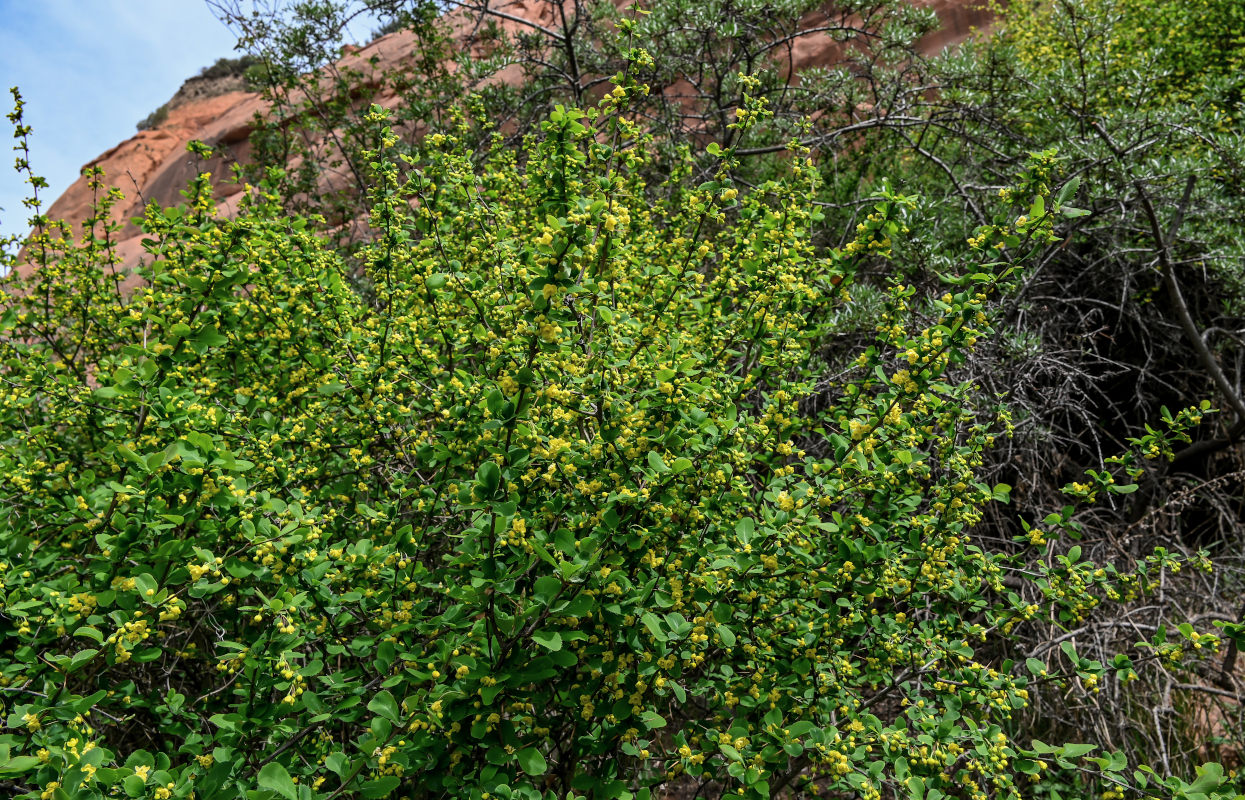 Изображение особи Berberis diaphana.