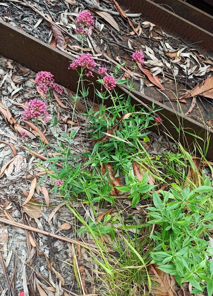 Изображение особи Centranthus ruber.