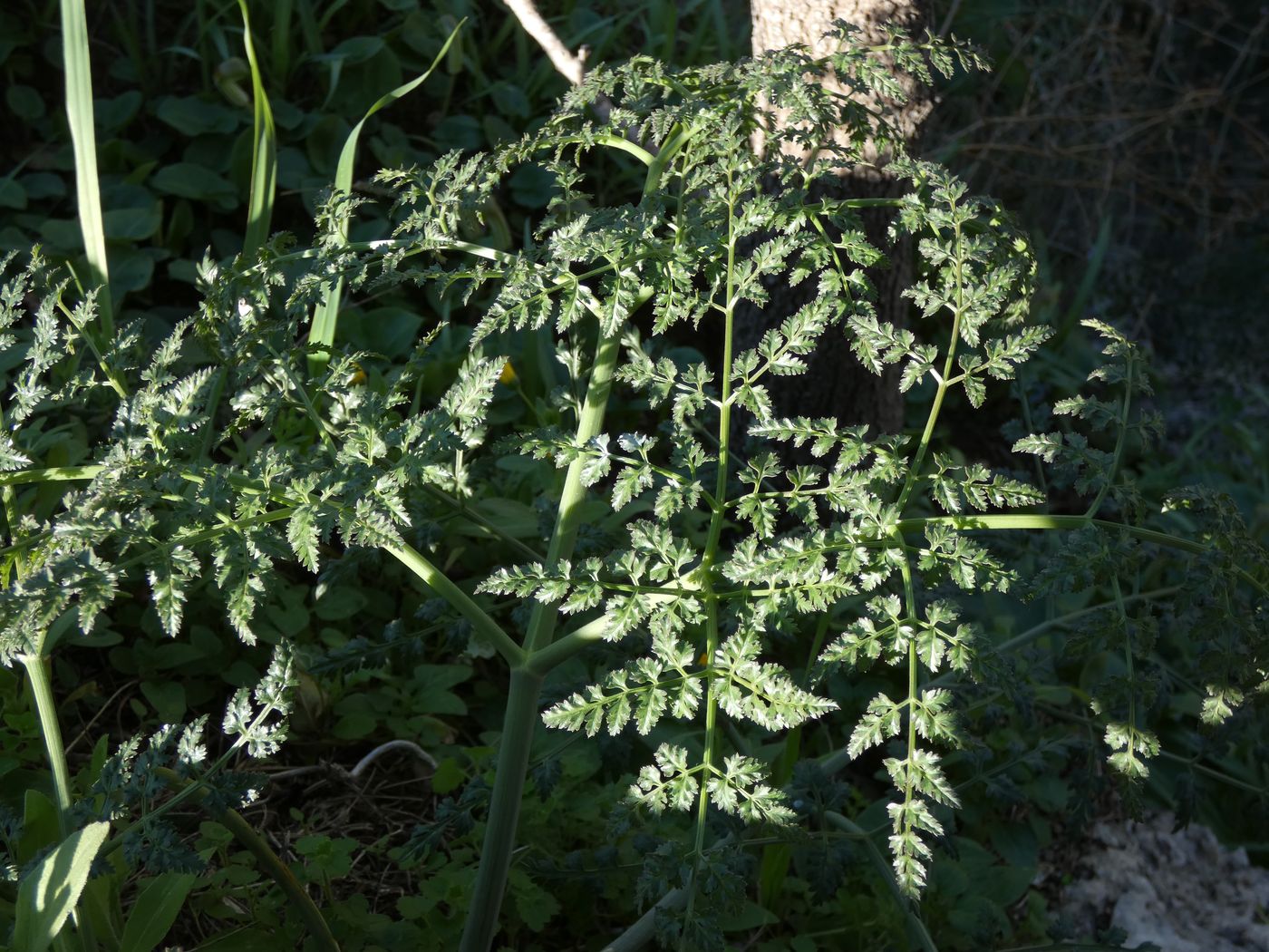 Изображение особи Ferulago trachycarpa.