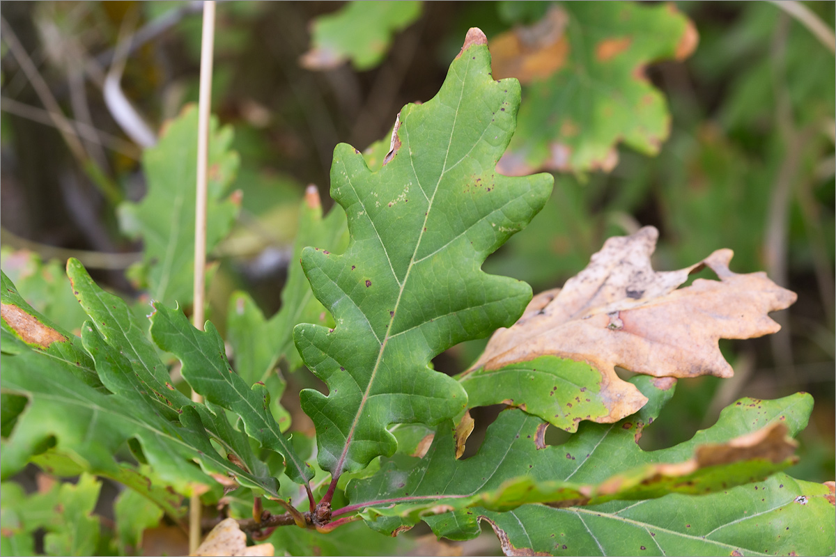 Изображение особи Quercus petraea.