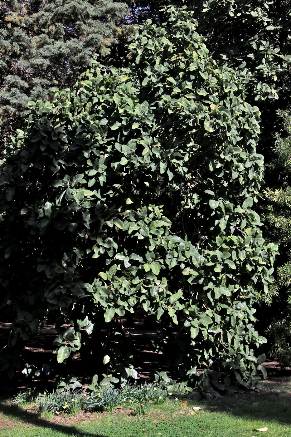 Изображение особи Magnolia delavayi.