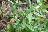 Galium physocarpum. Листья в средней части побега. Астраханская обл., Харабалинский р-н, окр. рыболовной базы Углянское, затапливаемый в половодье берег залива (заманихи) р. Ахтуба. 12.09.2025.