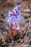Scilla bifolia. Цветущее растение. Санкт-Петербург, Ботанический сад Петра Великого, северный двор, цветник. 10 марта 2026 г.