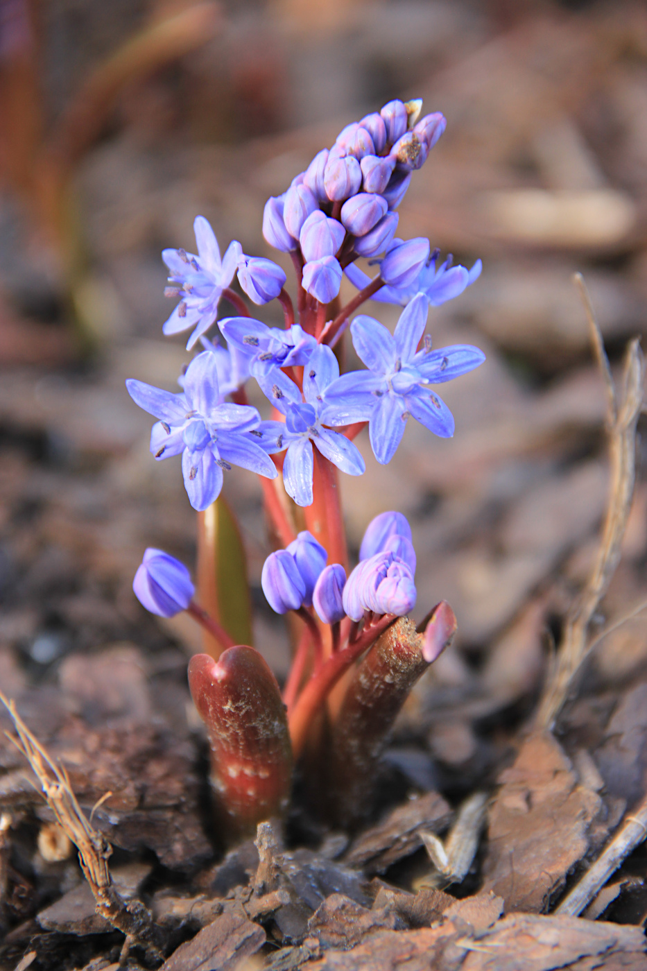Изображение особи Scilla bifolia.