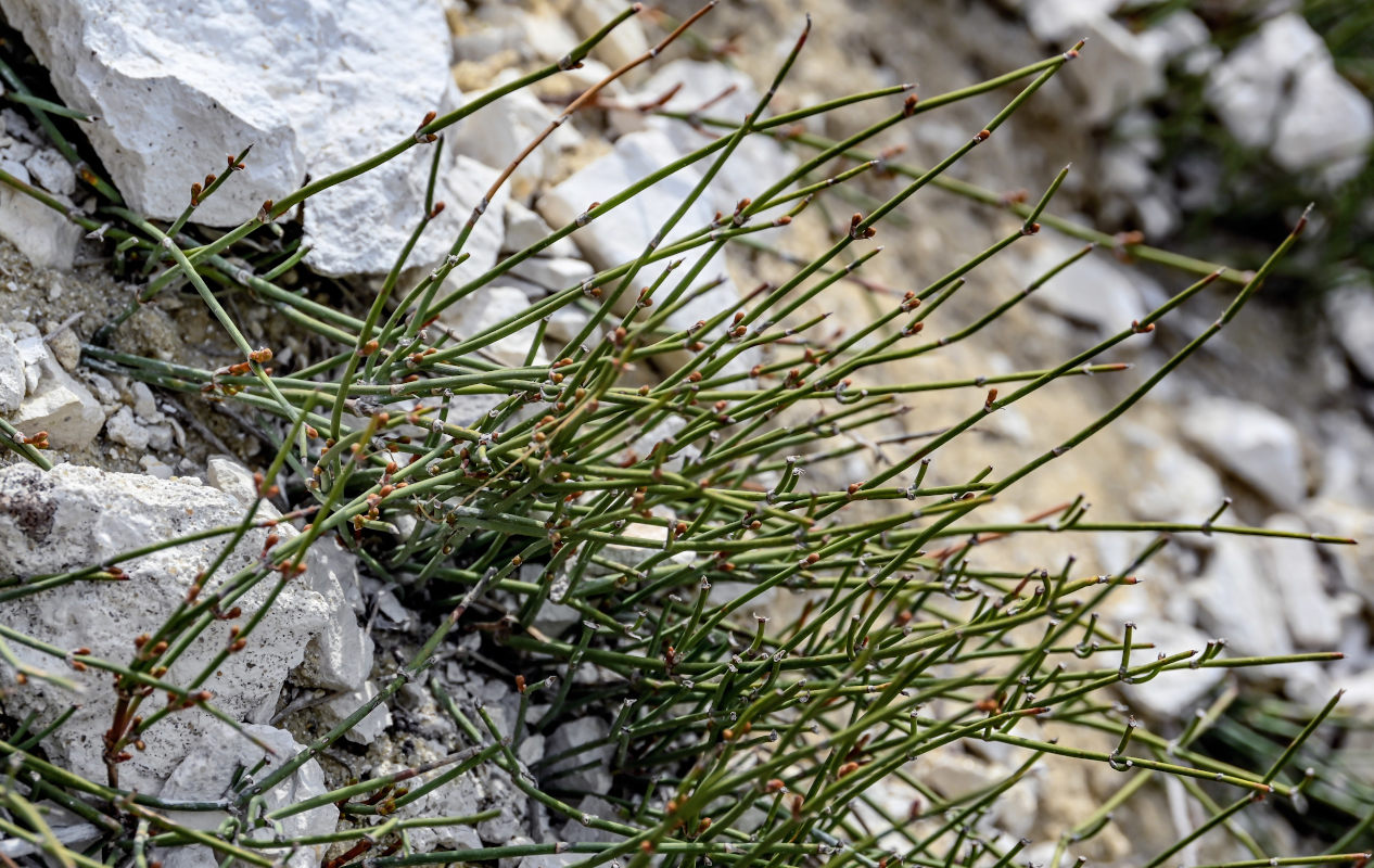 Image of genus Ephedra specimen.