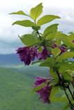 Weigela praecox. Веточка с соцветиями. Южное Приморье, Чёрные горы, заповедник \"Кедровая падь\", хребет \"Три Сестры\". 30.05.2006.