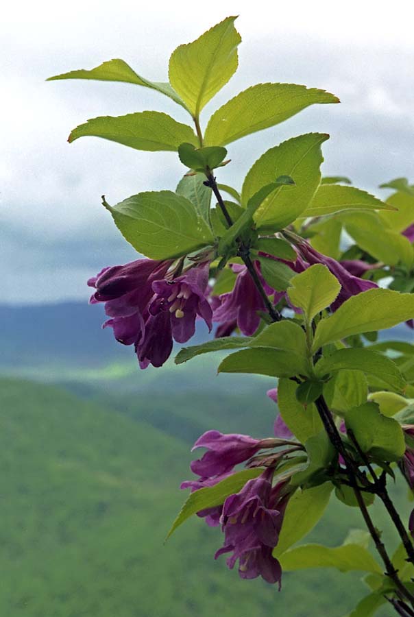 Image of Weigela praecox specimen.