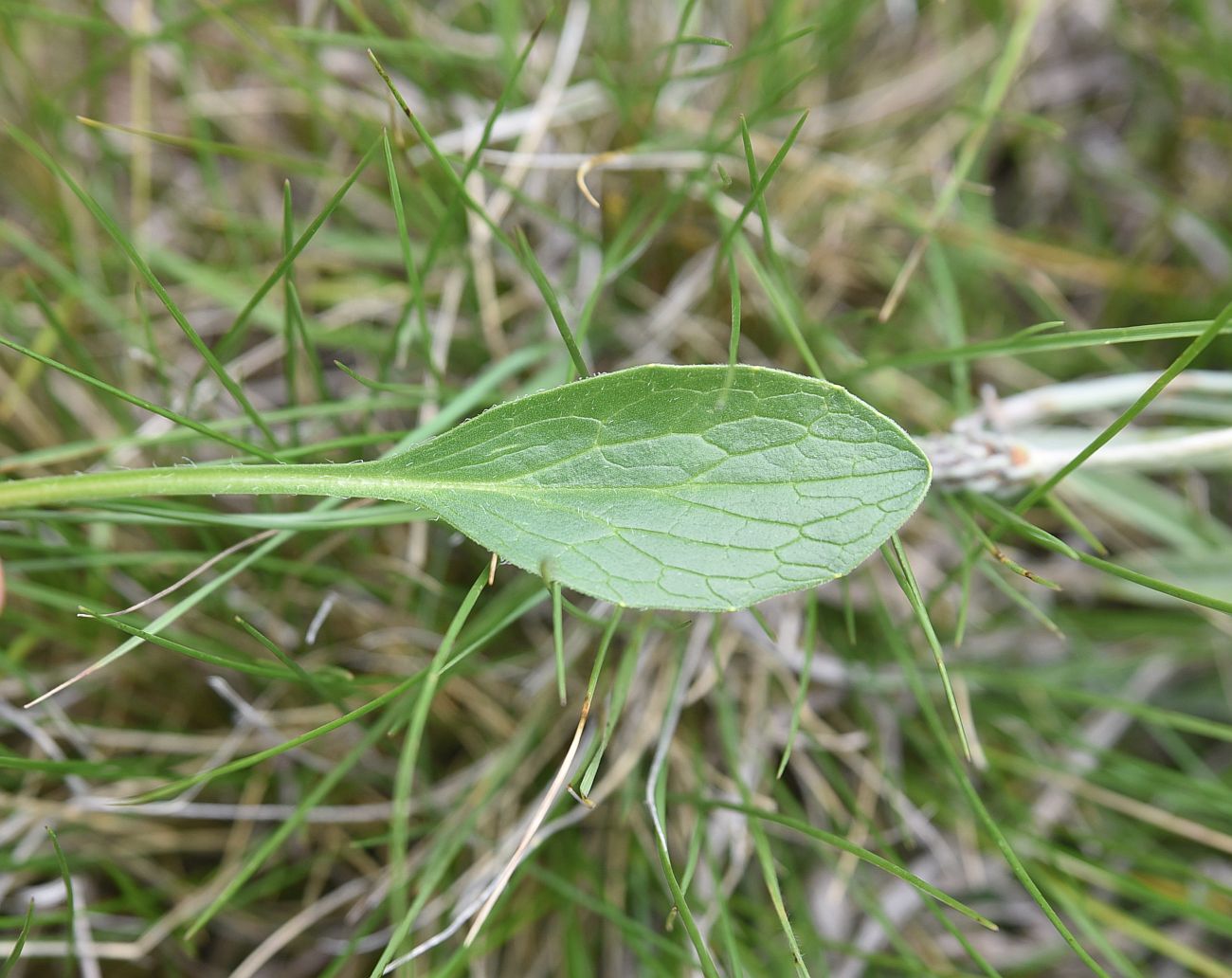 Image of familia Asteraceae specimen.