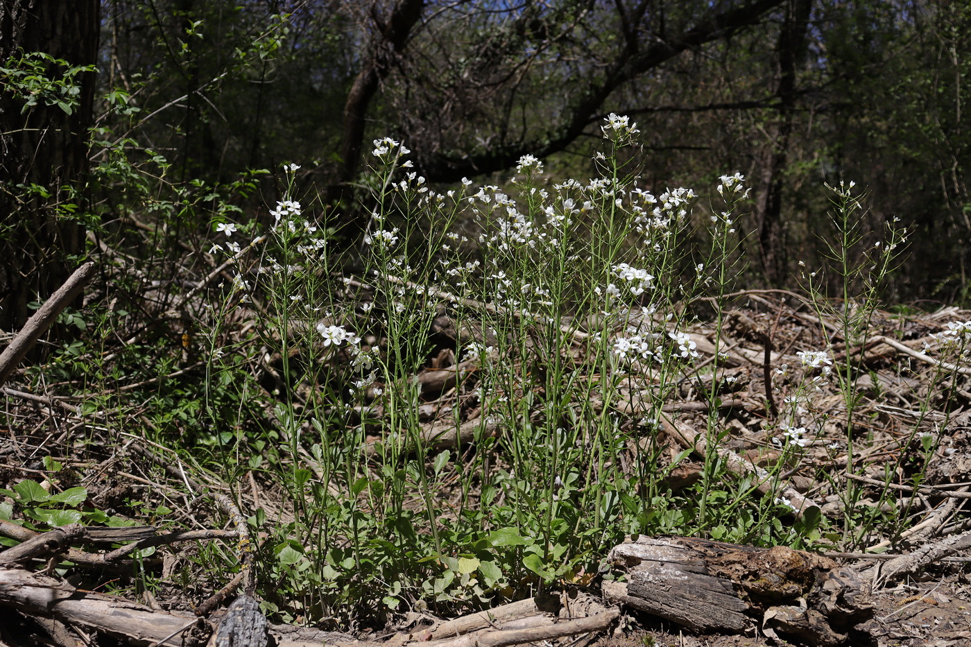 Image of Cardamine tenera specimen.