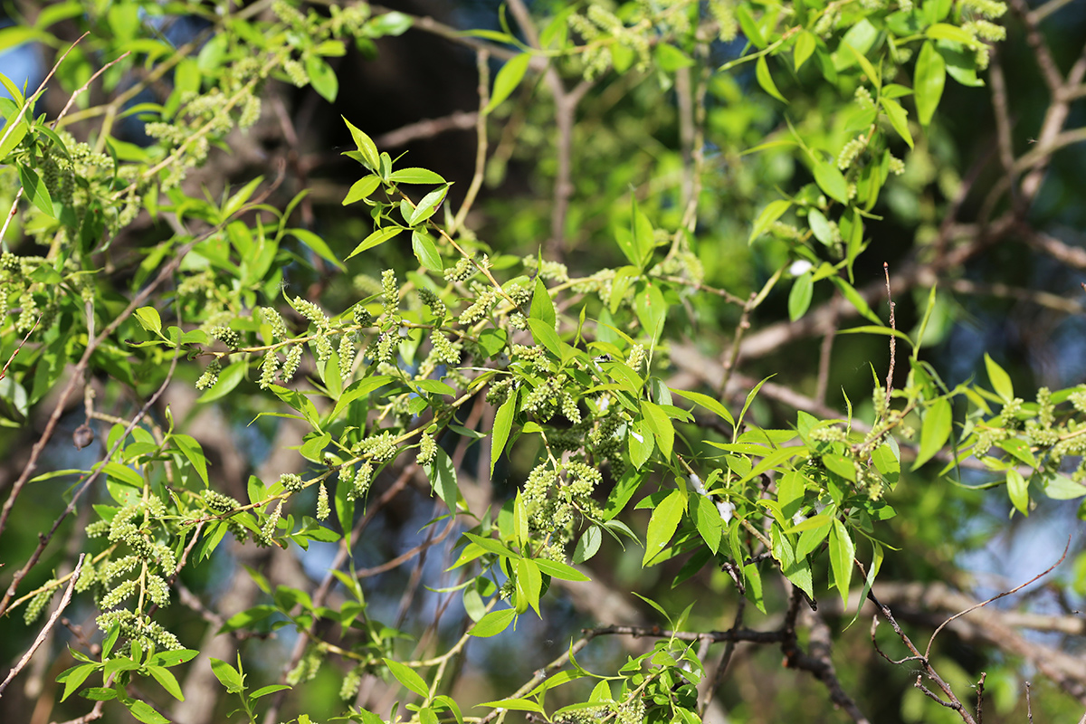 Изображение особи Salix pierotii.