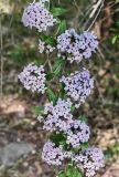 Buddleja alternifolia. Соцветия. Волгоград, ул. Городовикова. 08.05.2026.