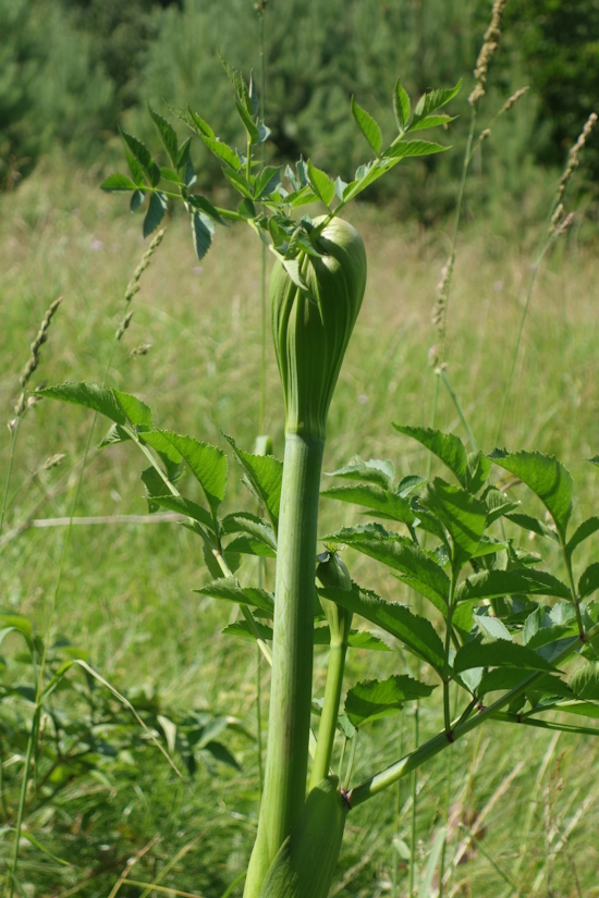 Image of Angelica sylvestris specimen.