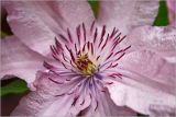 Clematis × jackmanii. Центральная часть цветка. Московская обл., Раменский р-н, окр. дер. Хрипань, садовый участок. 29.06.2026.