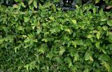Ficus pumila. Вегетирующие растения. Португалия, округ Коимбра, г. Кондейша-а-Нова, в культуре. 14.06.2026.