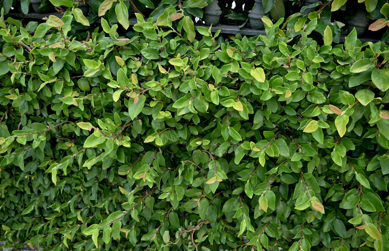 Изображение особи Ficus pumila.
