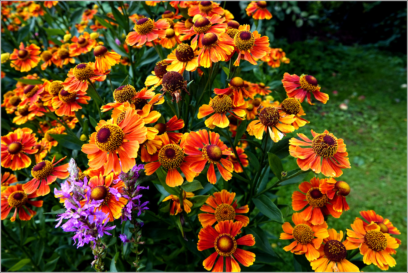 Image of Helenium autumnale specimen.